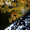 341/366 days photography season 7