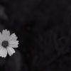 261/366 days photography season 8