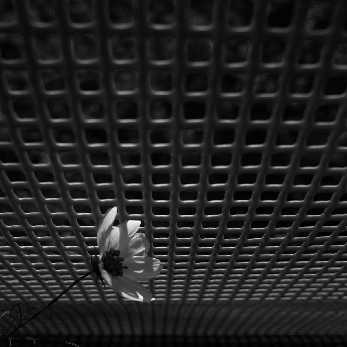 044-366-days-photography-season-6-photofain