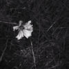 174/366 days photography season 9