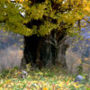 331/366 days photography season 9