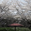 091/366 days photography season 10