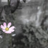 273/366 days photography season 10
