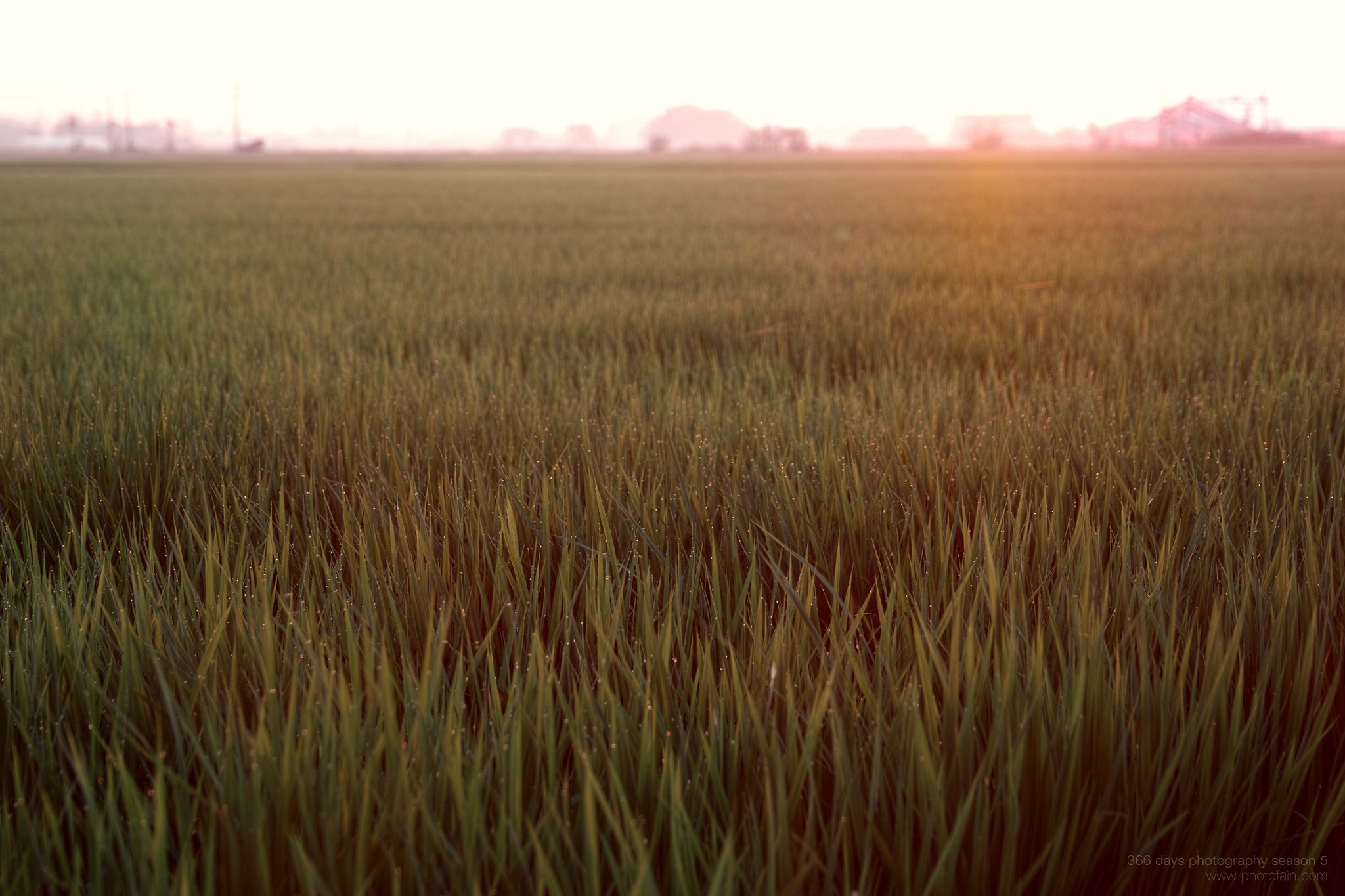 201/366 days photography season 5
