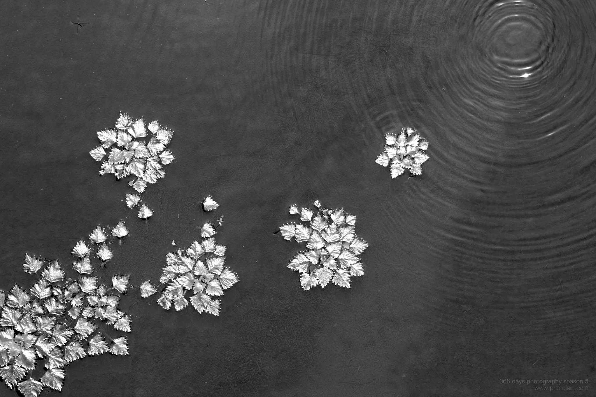 202/366 days photography season 5