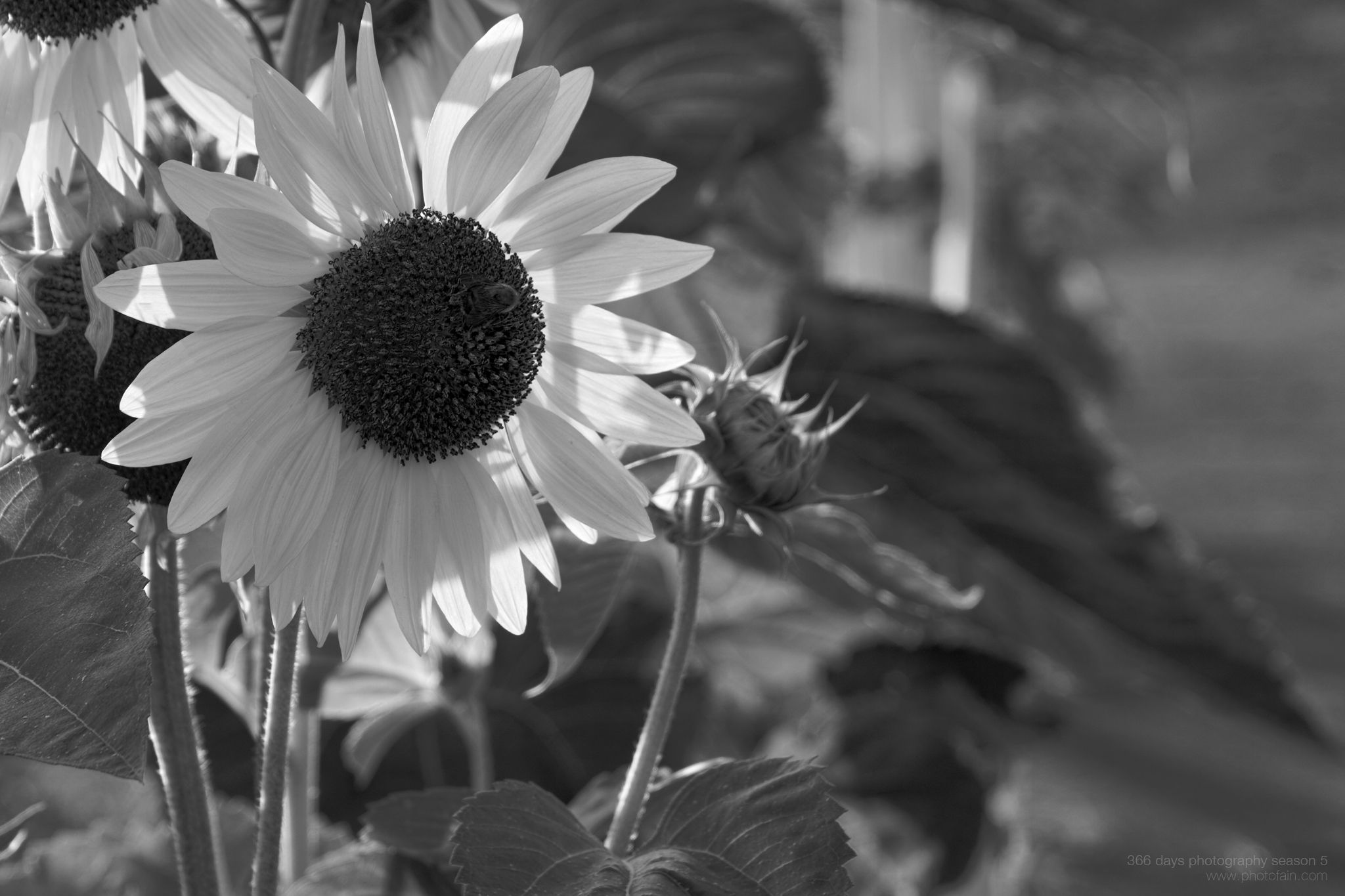 206/366 days photography season 5