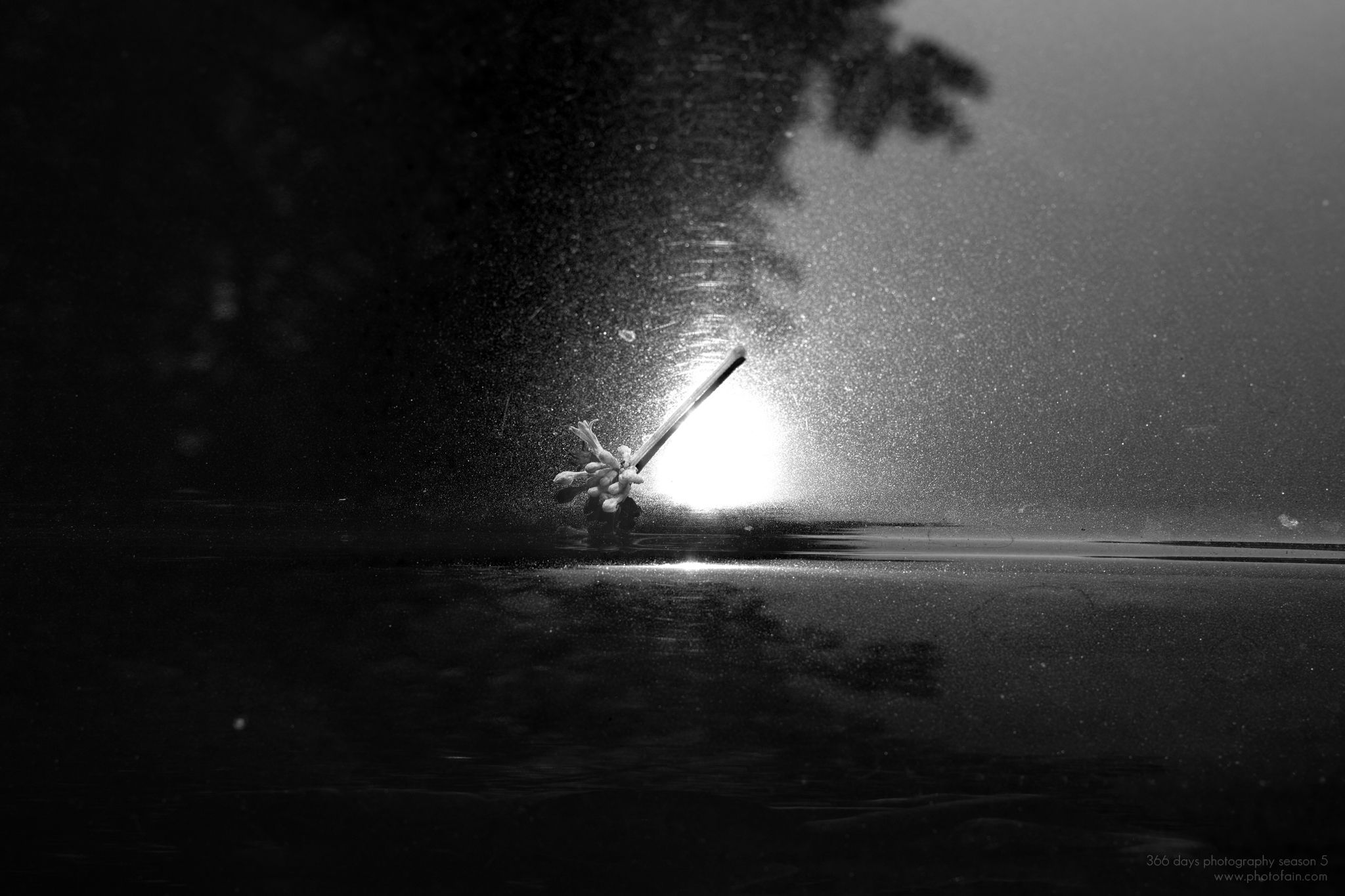 216/366 days photography season 5