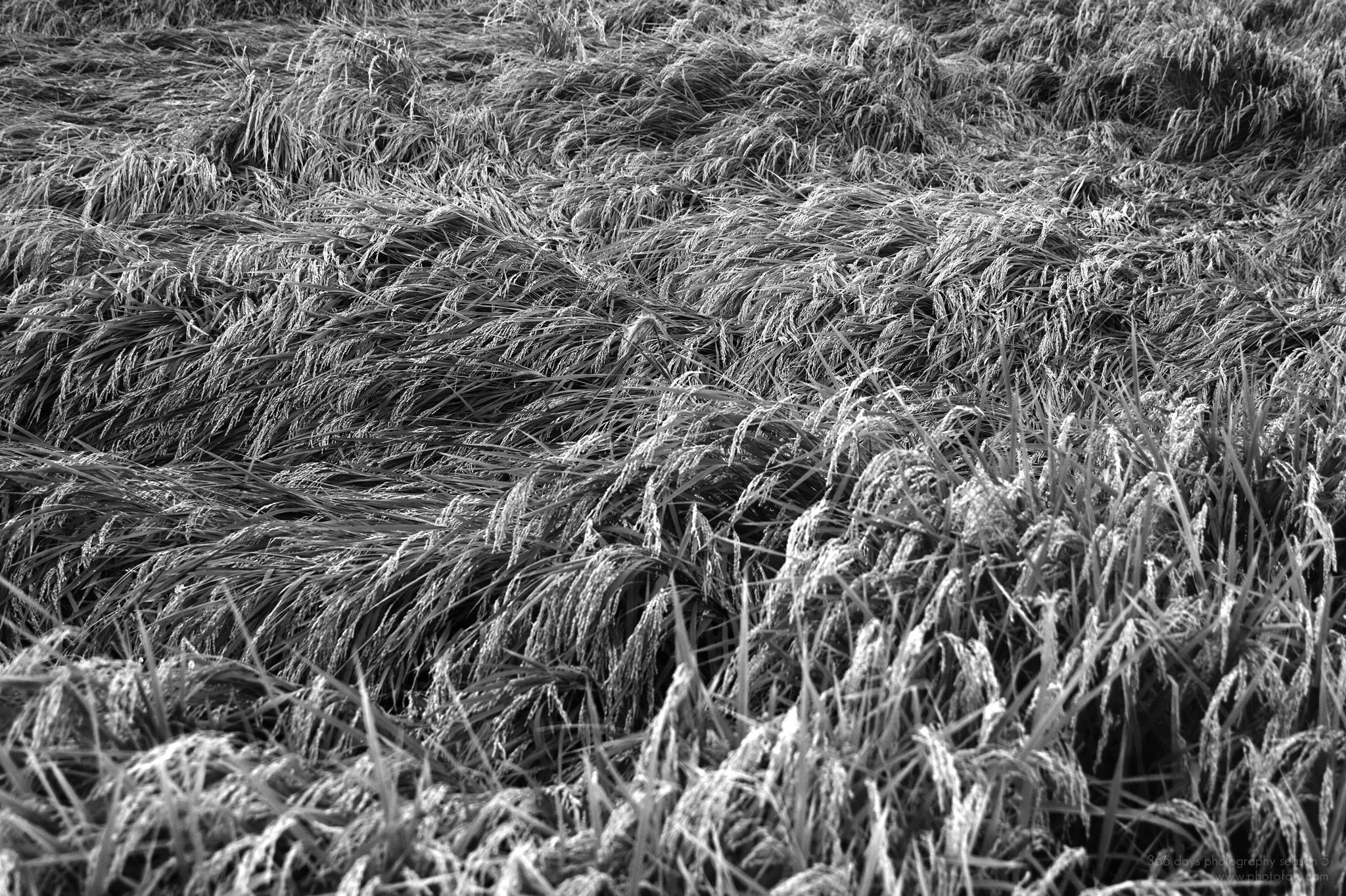 241/366 days photography season 5