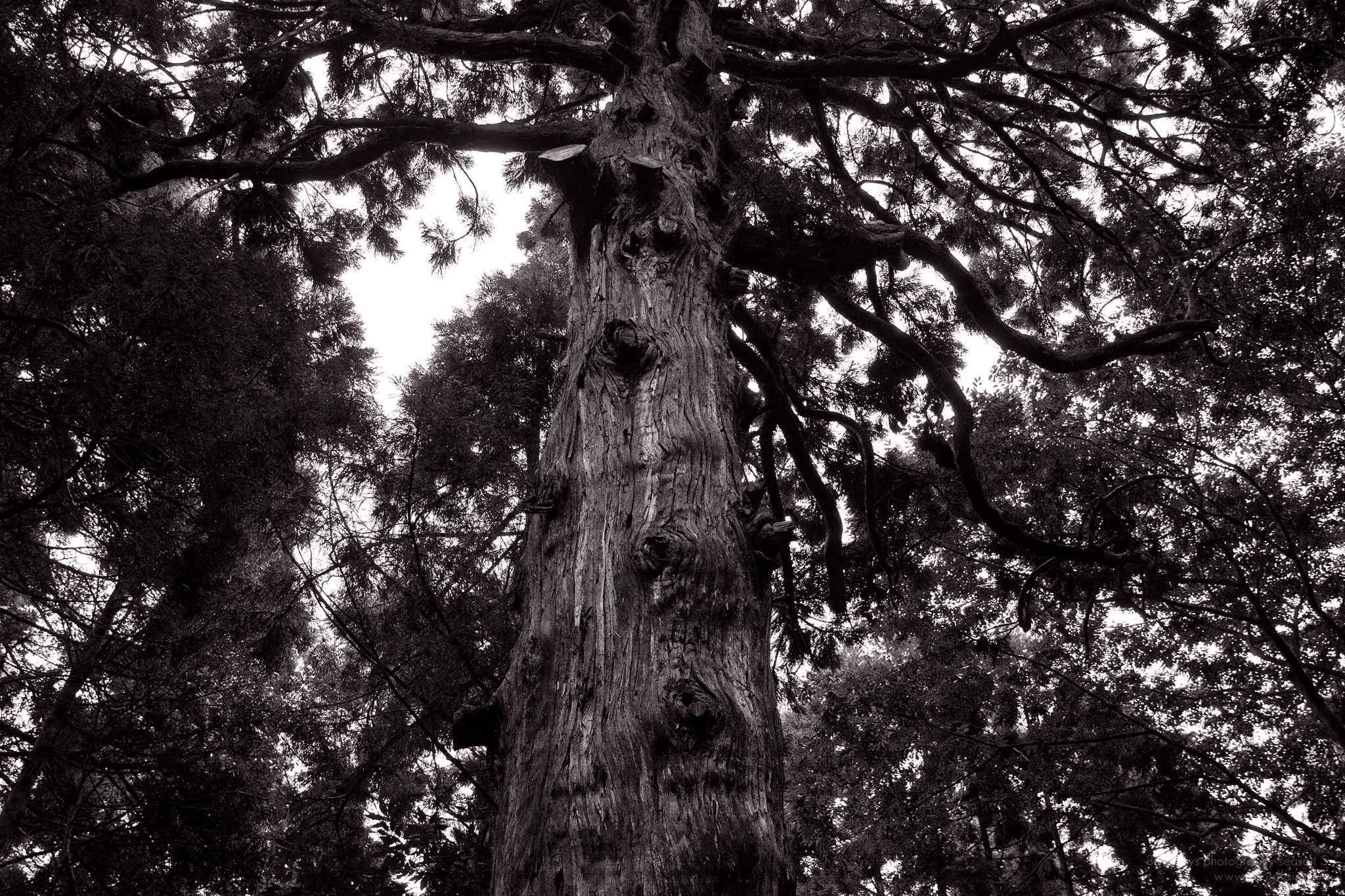 251/366 days photography season 5