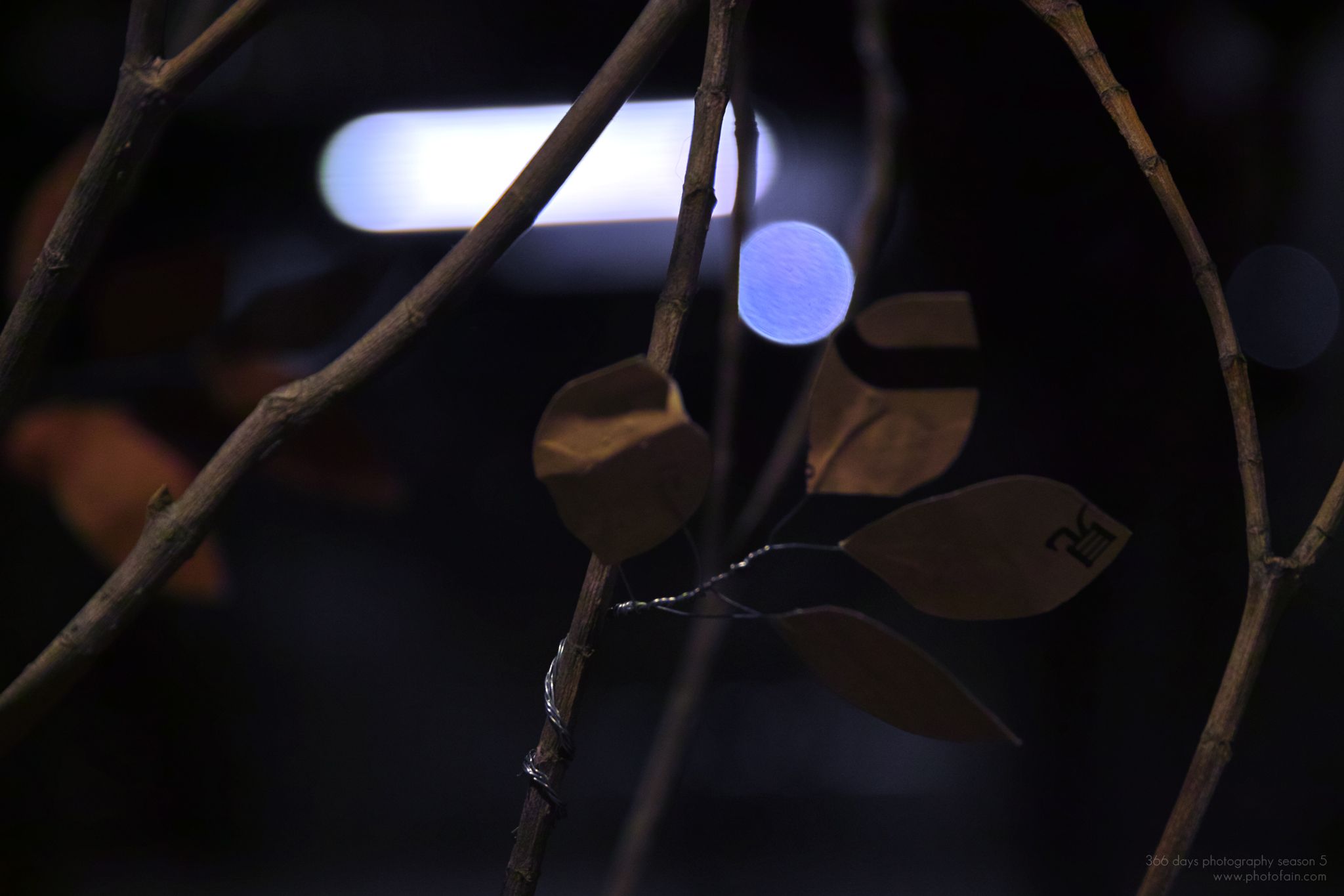 256/366 days photography season 5