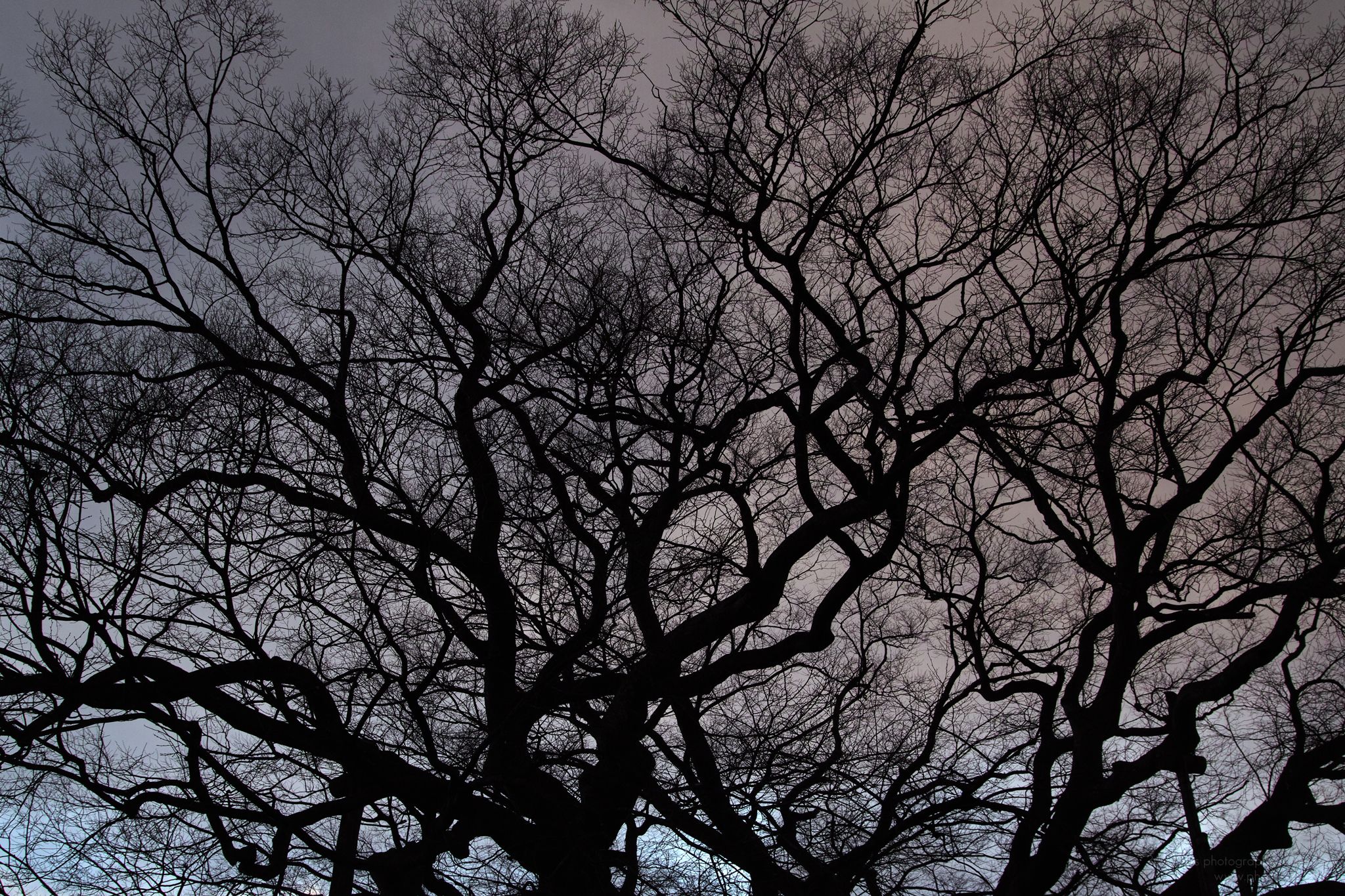 364/366 days photography season 5