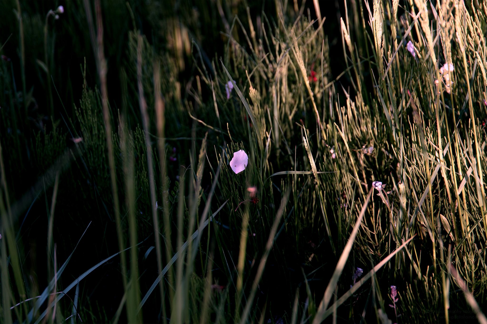 125/366 days photography season 6