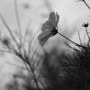 264/366 days photography season 6