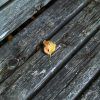 278/366 days photography season 6