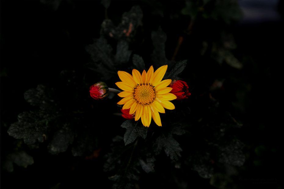 320/366 days photography season 6