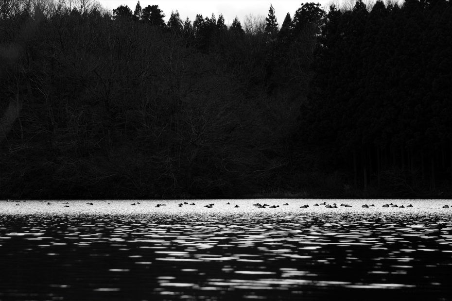 362/366 days photography season 6