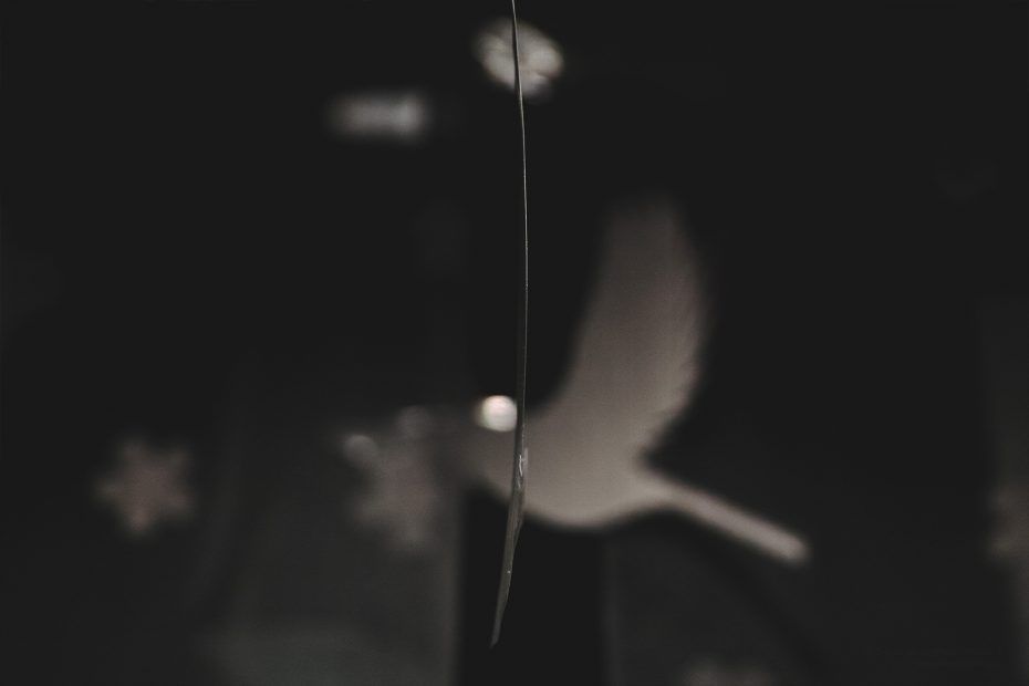 093/366 days photography season 7