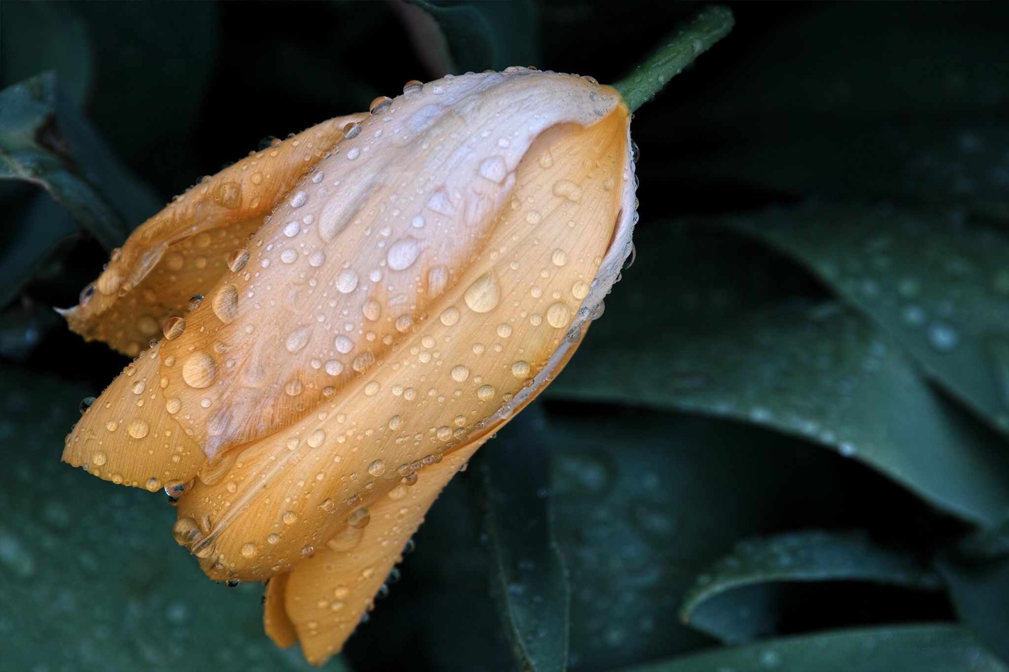 109/366 days photography season 7