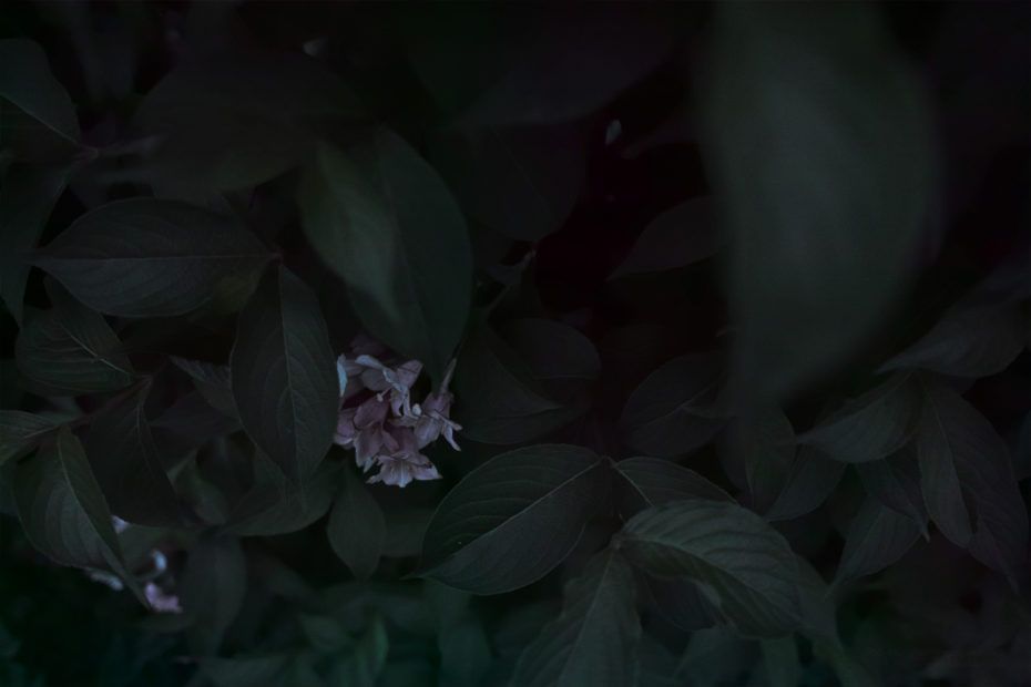 141/366 days photography season 7