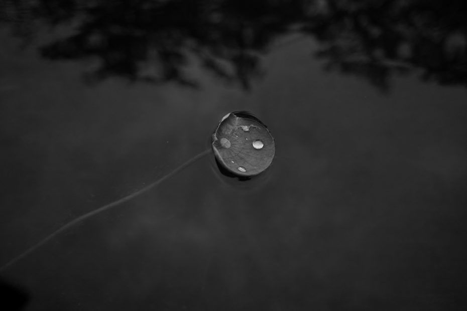 142/366 days photography season 7
