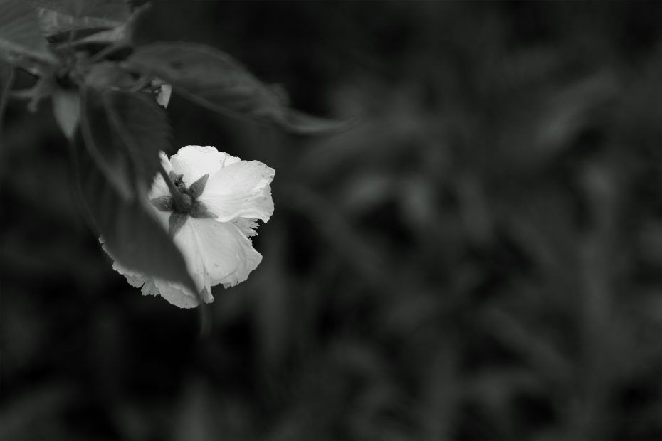 124/366 days photography season 7