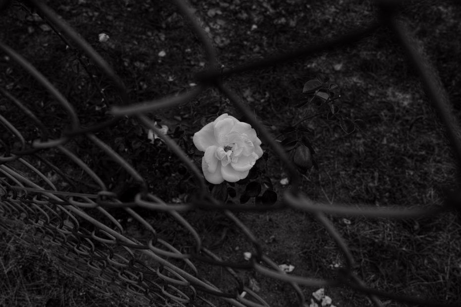 169/366 days photography season 7