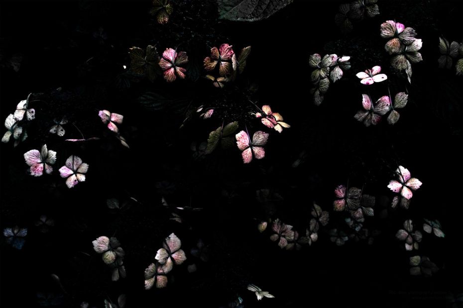 192/366 days photography season 7