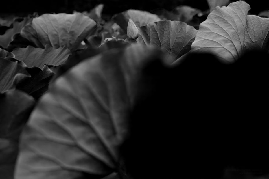 184/366 days photography season 7