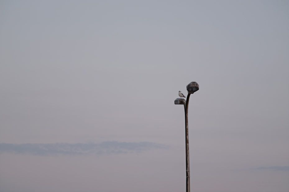 239/366 days photography season 7