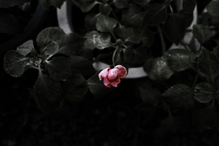 276/366 days photography season 7