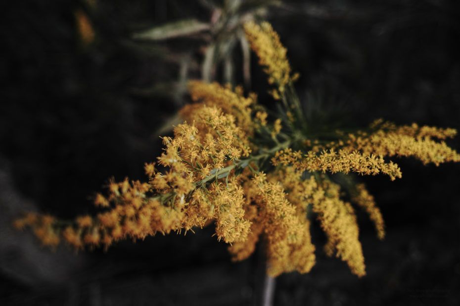 288/366 days photography season 7