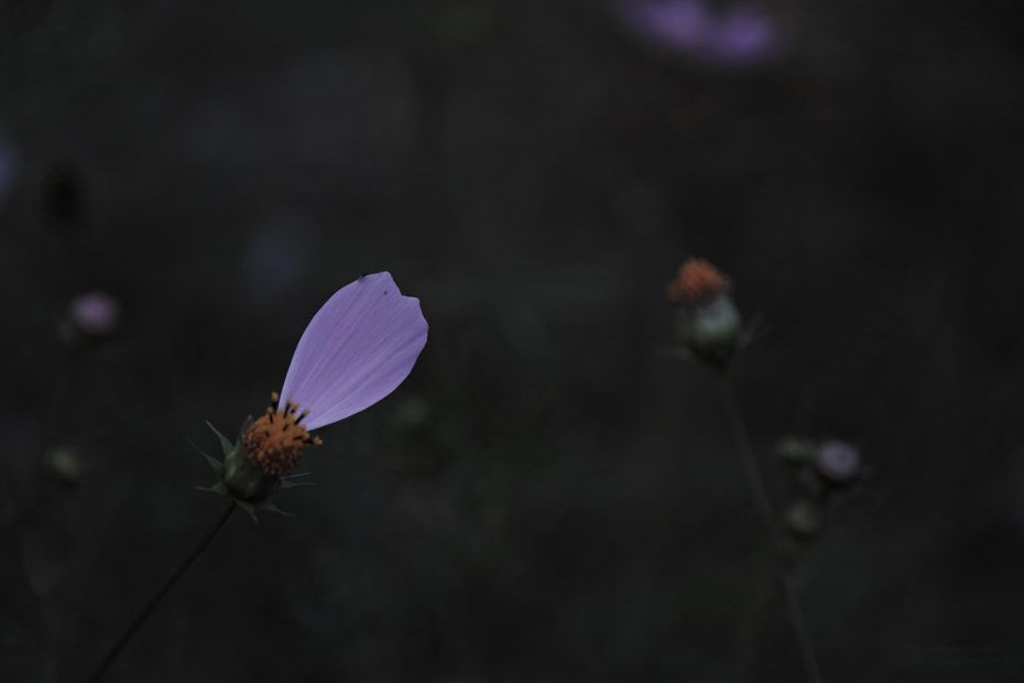 277/366 days photography season 7