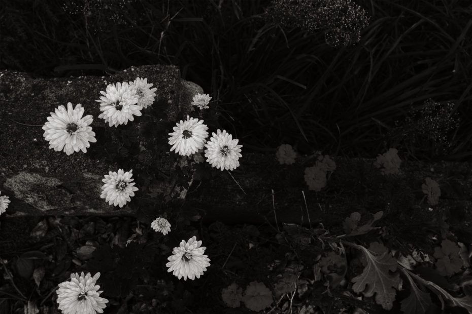 322/366 days photography season 7