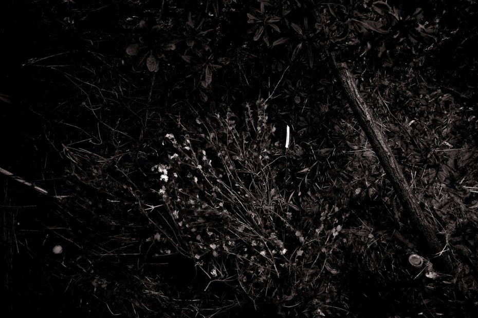 362/366 days photography season 7