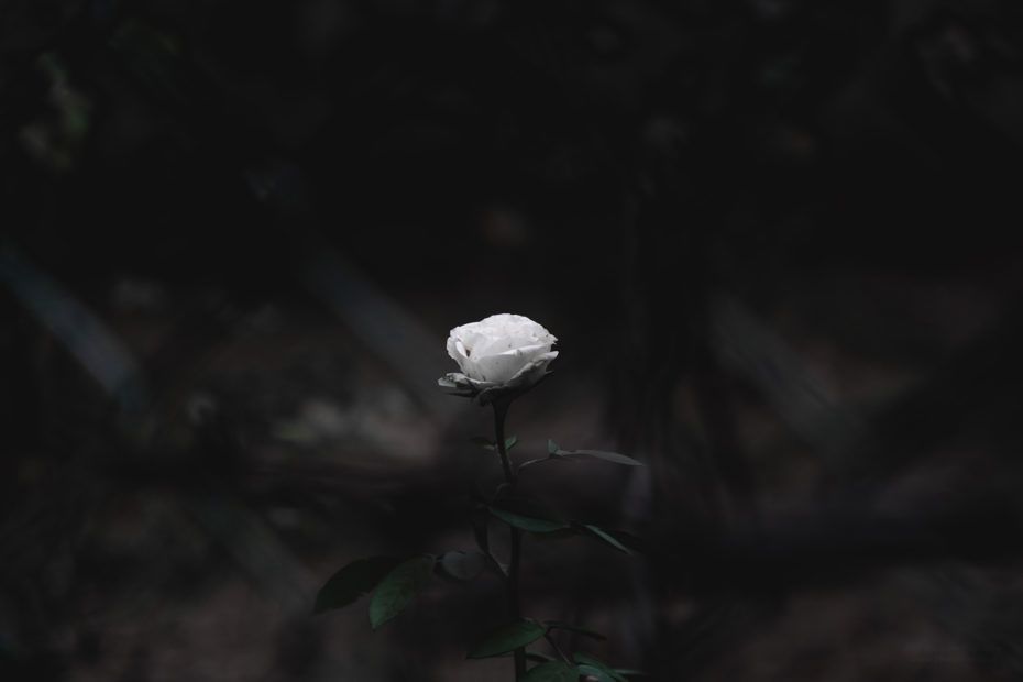 224/366 days photography season 8