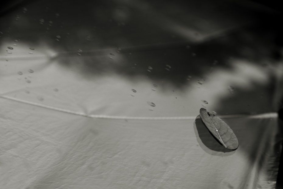225/366 days photography season 8