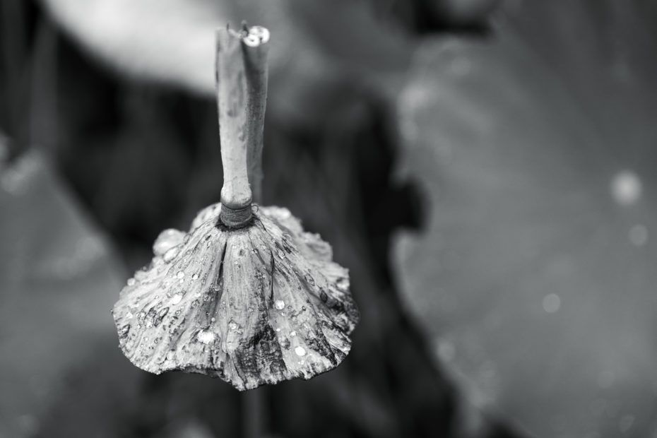 226/366 days photography season 8