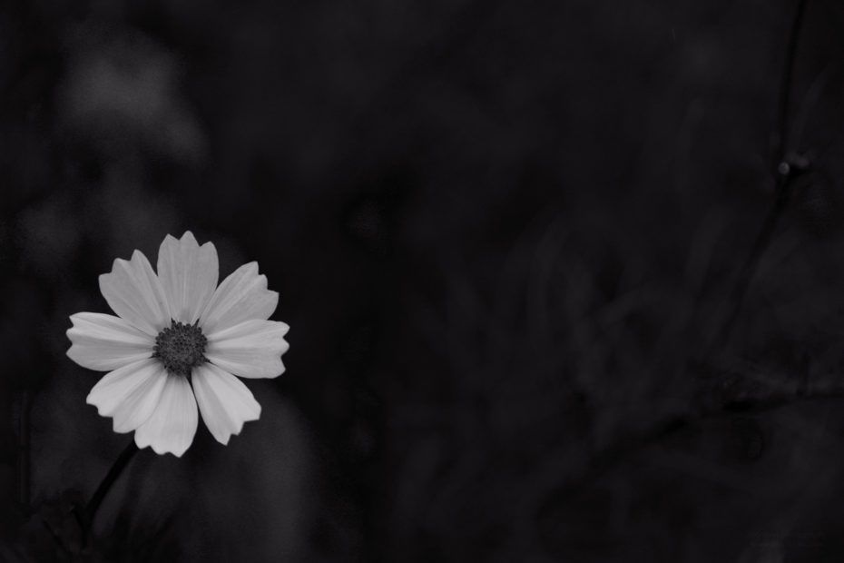 261/366 days photography season 8