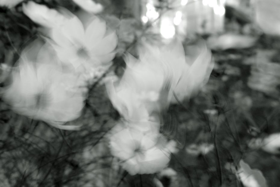 266/366 days photography season 8