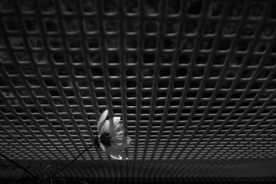 276/366 days photography season 8