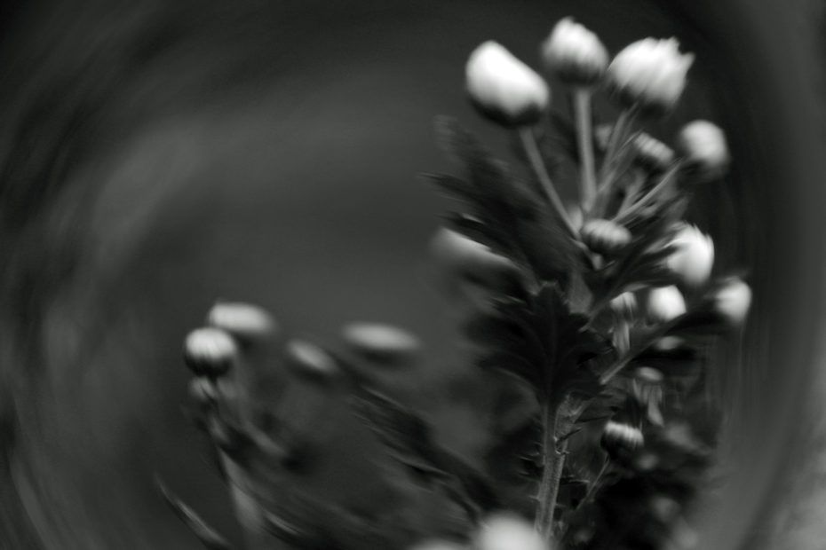 289/366 days photography season 8