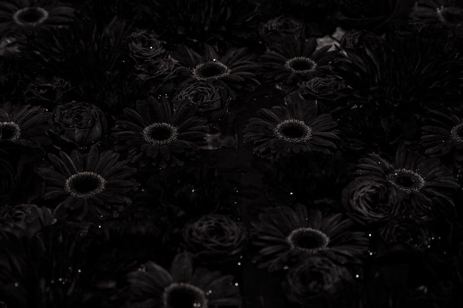 297/366 days photography season 8