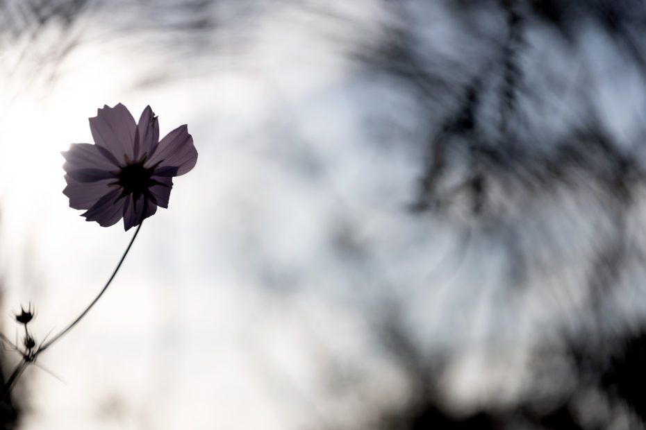 303/366 days photography season 8