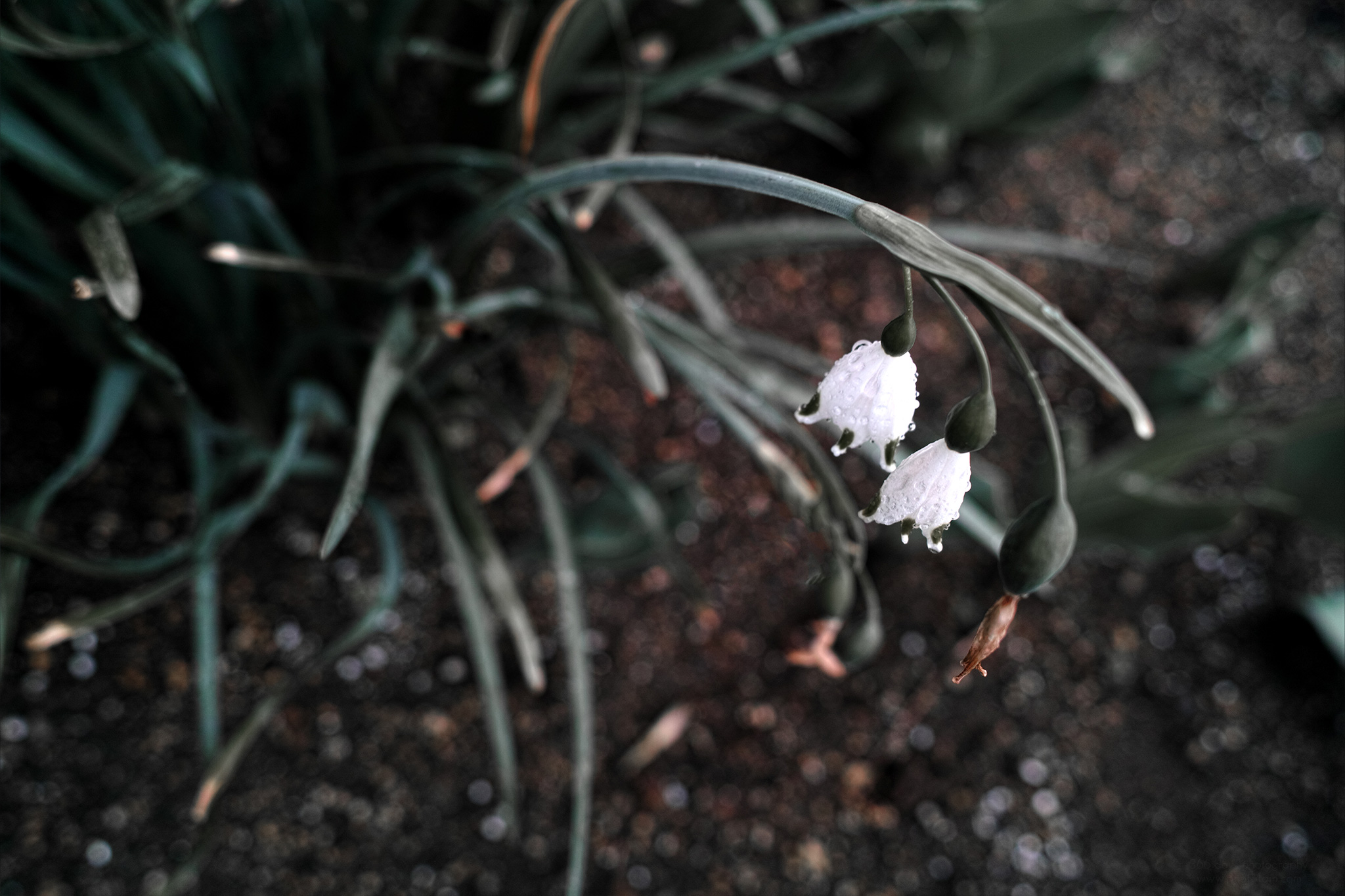 119/366 days photography season 9
