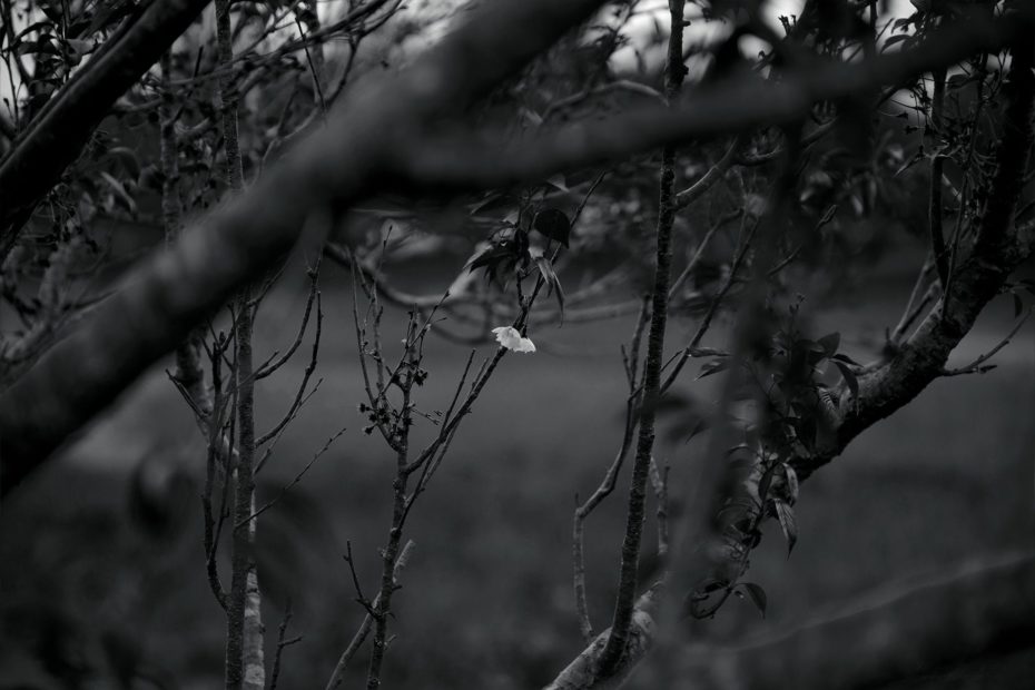 120/366 days photography season 9