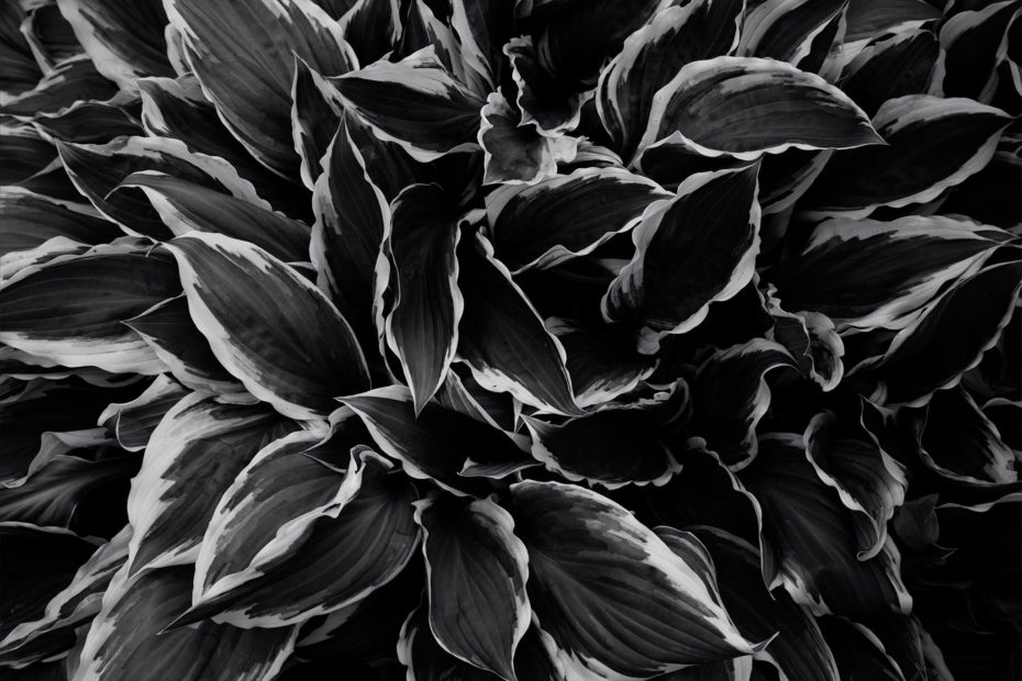 142/366 days photography season 9