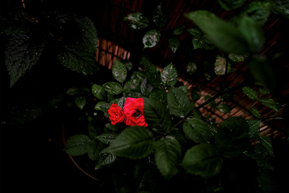 159/366 days photography season 9