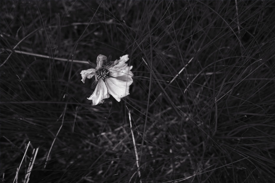 174/366 days photography season 9