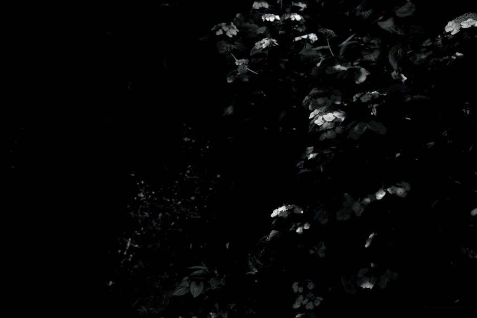 191/366 days photography season 9