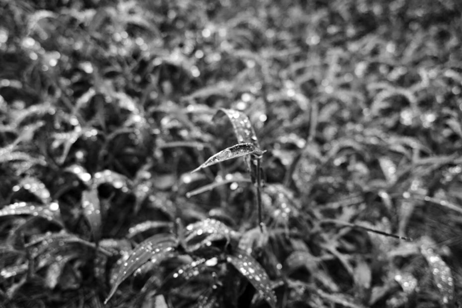 230/366 days photography season 9